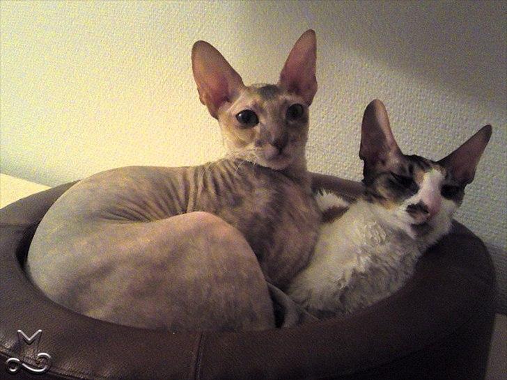 Cornish Rex Biccibonny's Deena of Beniac billede 16