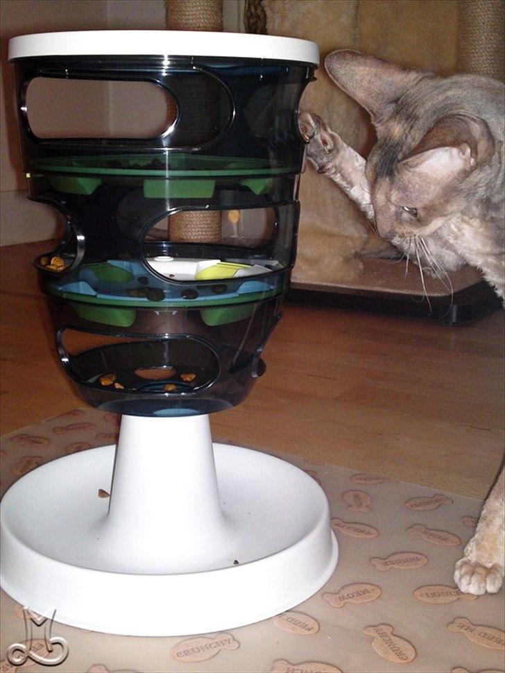 Cornish Rex Biccibonny's Deena of Beniac billede 17