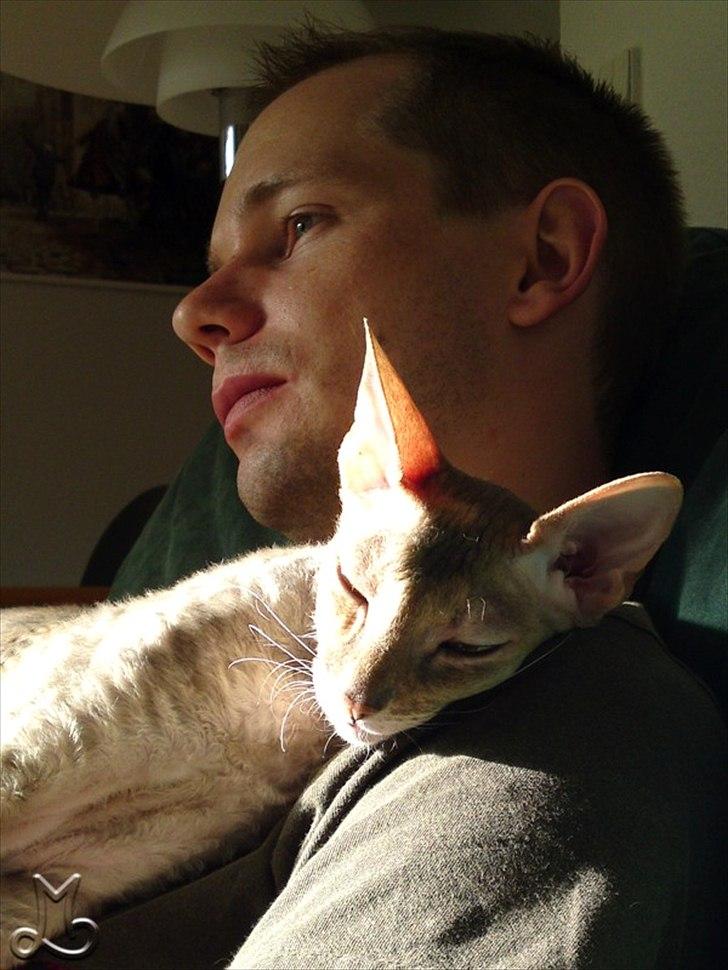 Cornish Rex Biccibonny's Deena of Beniac billede 18