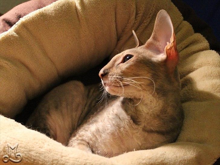 Cornish Rex Biccibonny's Deena of Beniac billede 19