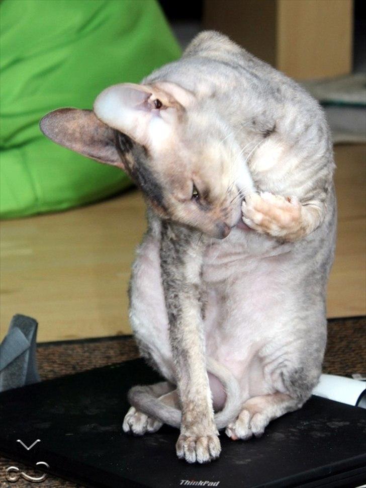 Cornish Rex Biccibonny's Deena of Beniac billede 20