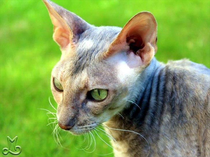 Cornish Rex Biccibonny's Deena of Beniac billede 1