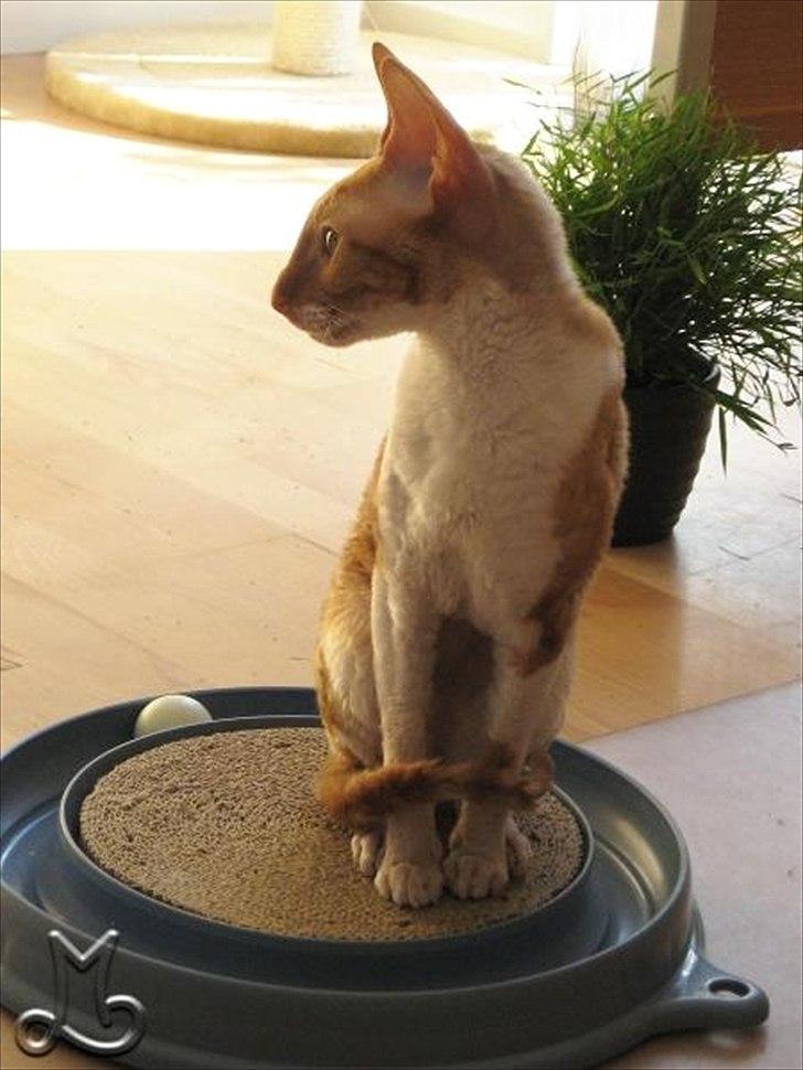 Cornish Rex Anna Bell af Tokkeløkkehus DK billede 2