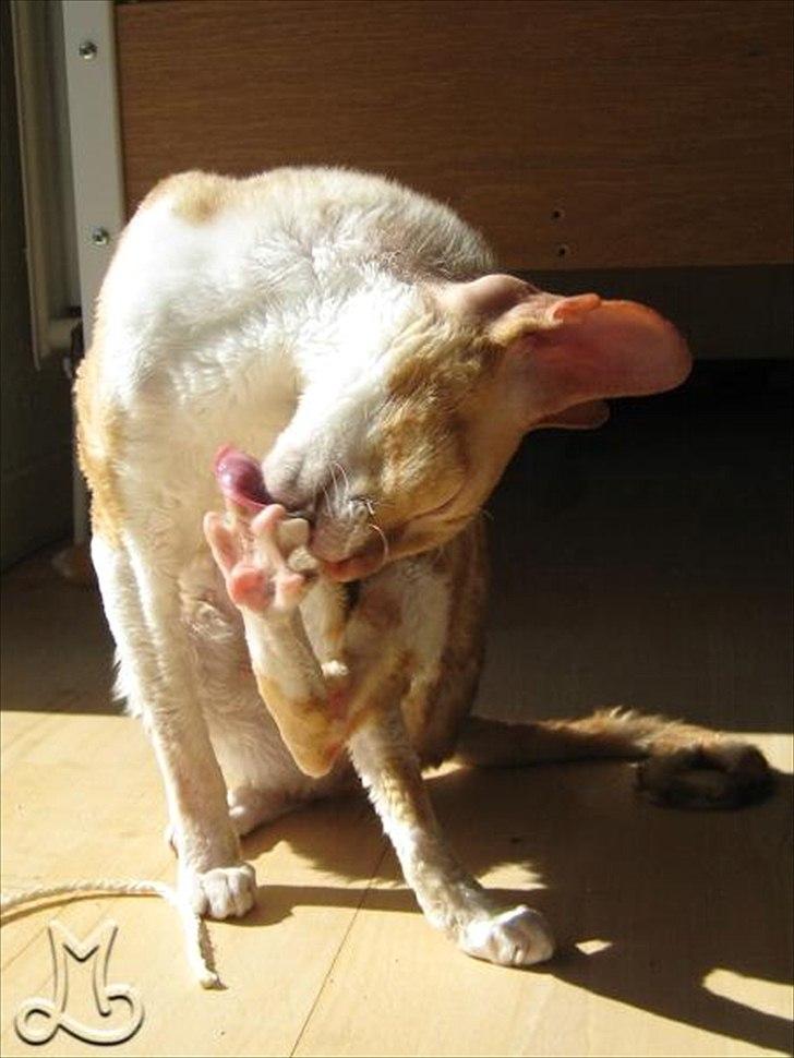 Cornish Rex Anna Bell af Tokkeløkkehus DK billede 3