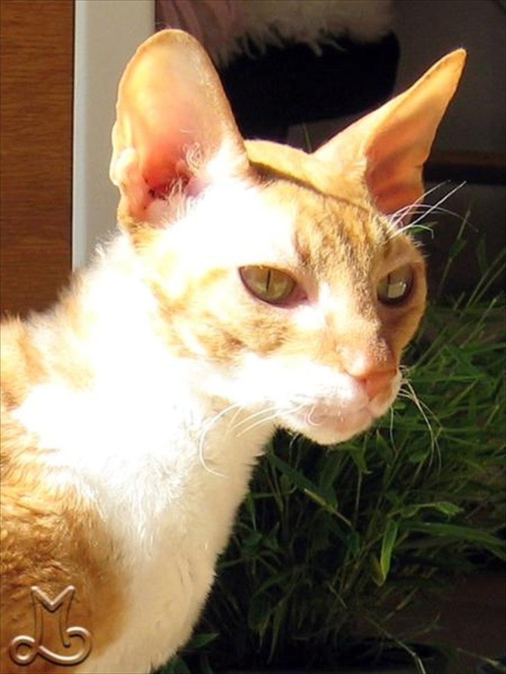 Cornish Rex Anna Bell af Tokkeløkkehus DK billede 4