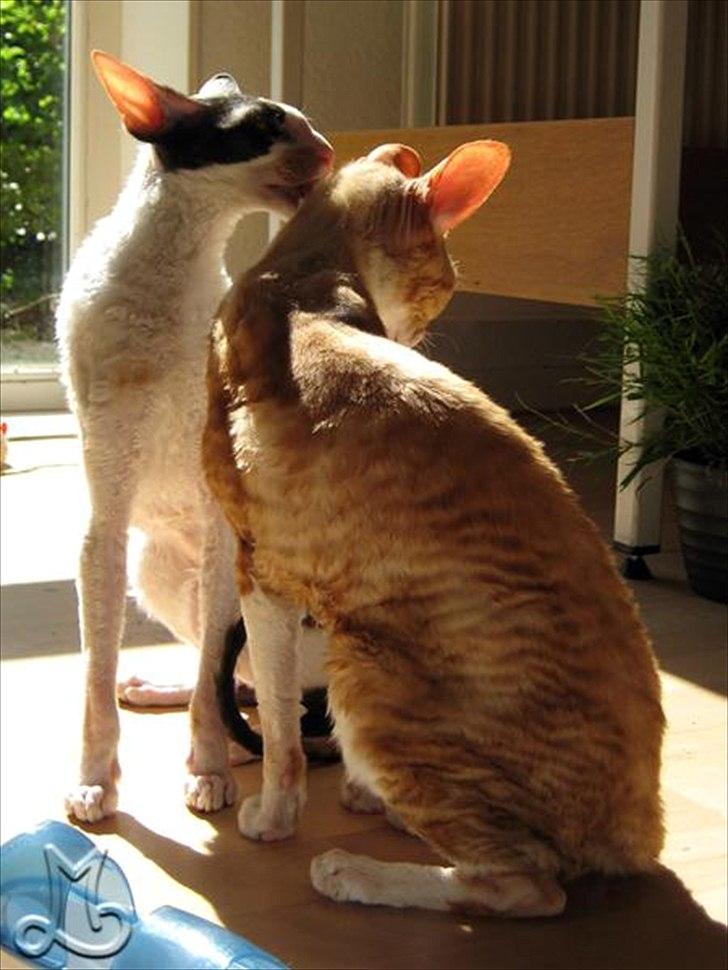 Cornish Rex Anna Bell af Tokkeløkkehus DK - Anna Bell og hendes datter Nicole (engel). Nicole havde hjertefejl og en kronisk tilstand på lungerne og blev derfor lagt til at sove i marts 2011. billede 5