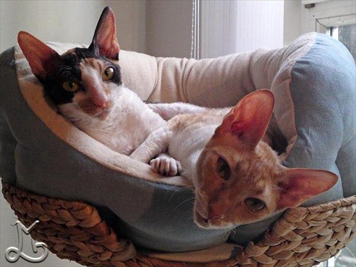 Cornish Rex Anna Bell af Tokkeløkkehus DK - Anna Bell og hendes datter Nicole (engel). billede 6