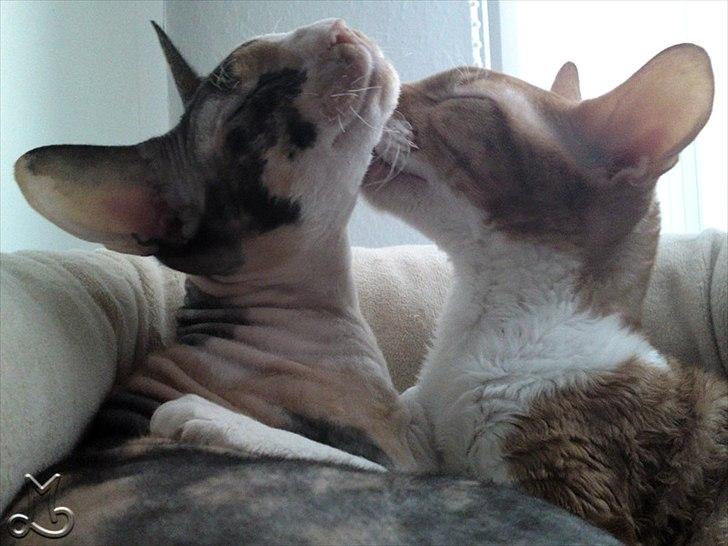 Cornish Rex Anna Bell af Tokkeløkkehus DK - Anna Bell og tante Manik (flyttet til Vesterbro). Manik er en fantastisk dejlig kat, men jeg kan desværre ikke beholde dem alle. billede 7