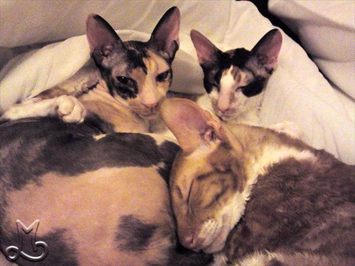 Cornish Rex Anna Bell af Tokkeløkkehus DK - Alle 3 plejemisser; Anna Bell, hendes datter Nicole (engel) og tante Manik (flyttet til Vesterbro). billede 8