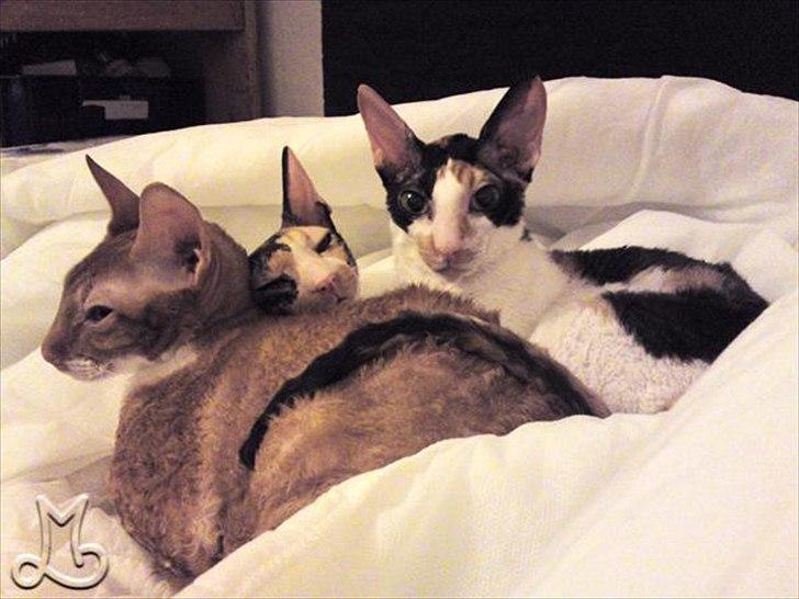 Cornish Rex Anna Bell af Tokkeløkkehus DK - Alle 3 plejemisser; Anna Bell, hendes datter Nicole (engel) og tante Manik (flyttet til Vesterbro). billede 9