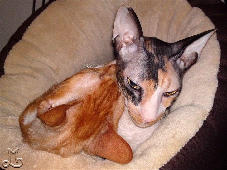 Cornish Rex Anna Bell af Tokkeløkkehus DK - Anna Bell og tante Manik (flyttet til Vesterbro). billede 10