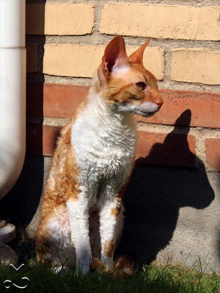 Cornish Rex Anna Bell af Tokkeløkkehus DK - Anna Bell nyder den indhegnede have. billede 11