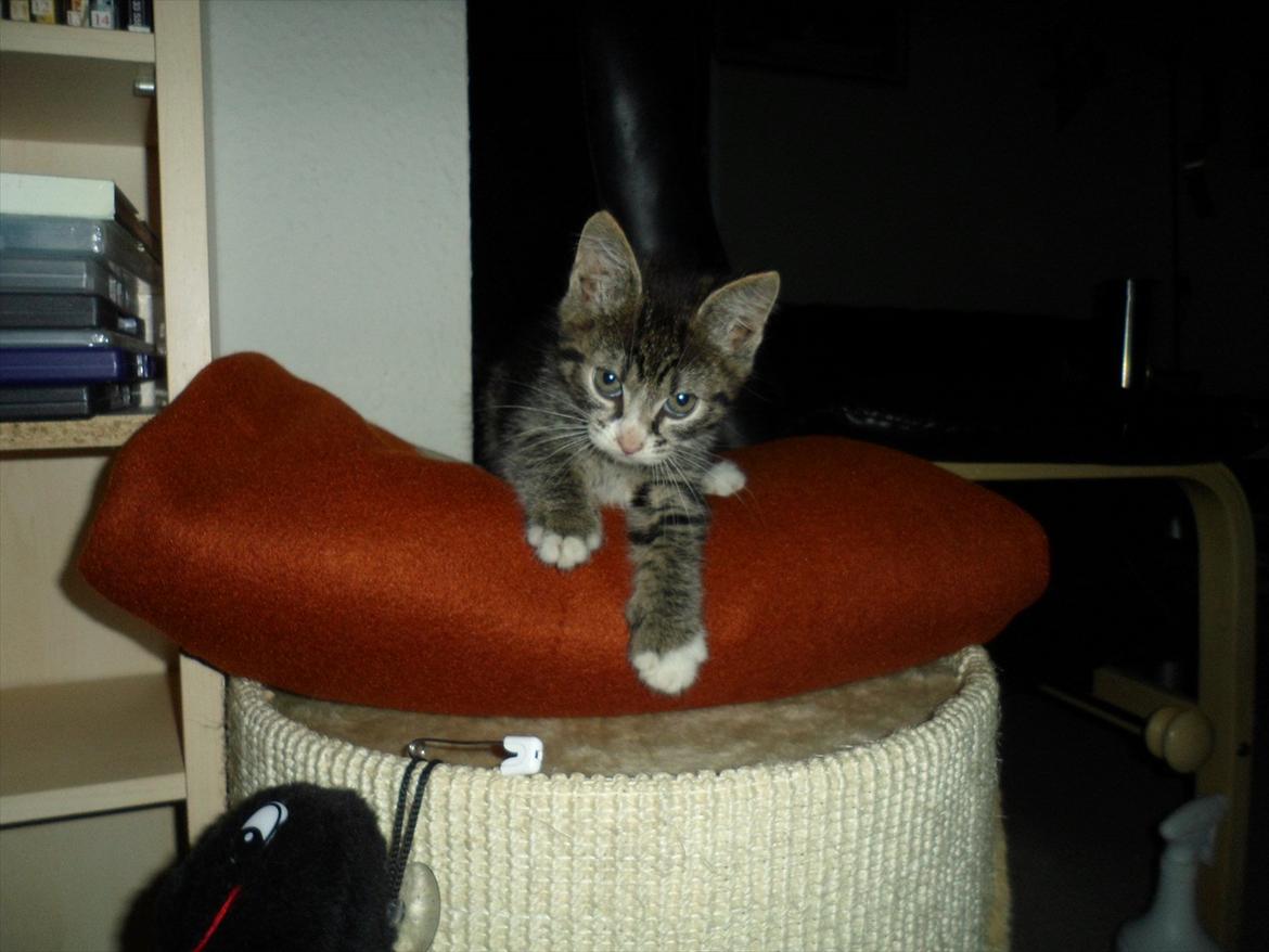 Huskat Mojo - lille mojo hjemme hos hans plejefamilie, hvor han skal være ind til han er gammel nok til at kommer hjem til sin nye mor :D billede 1