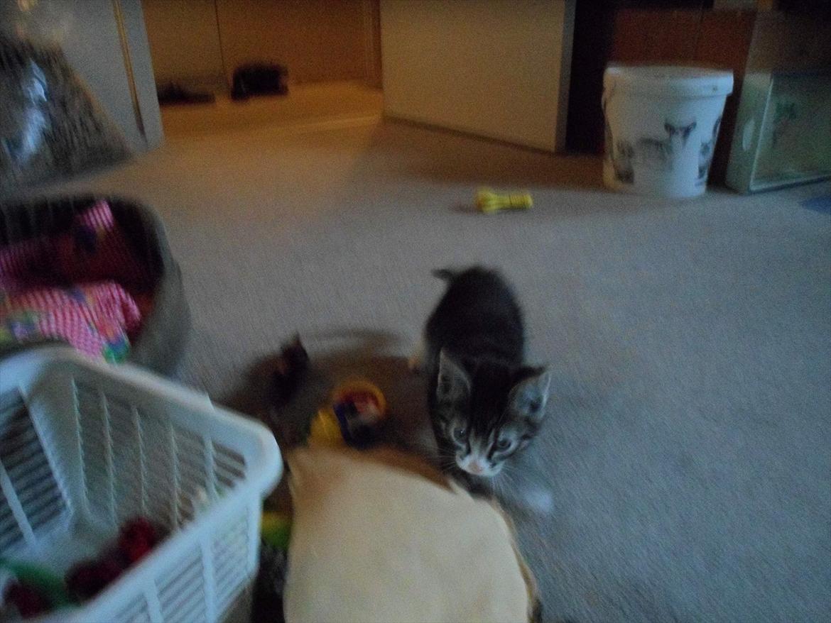 Huskat Mojo - Den lille bitte kat, i gang med at finde nået at lege med :) billede 2