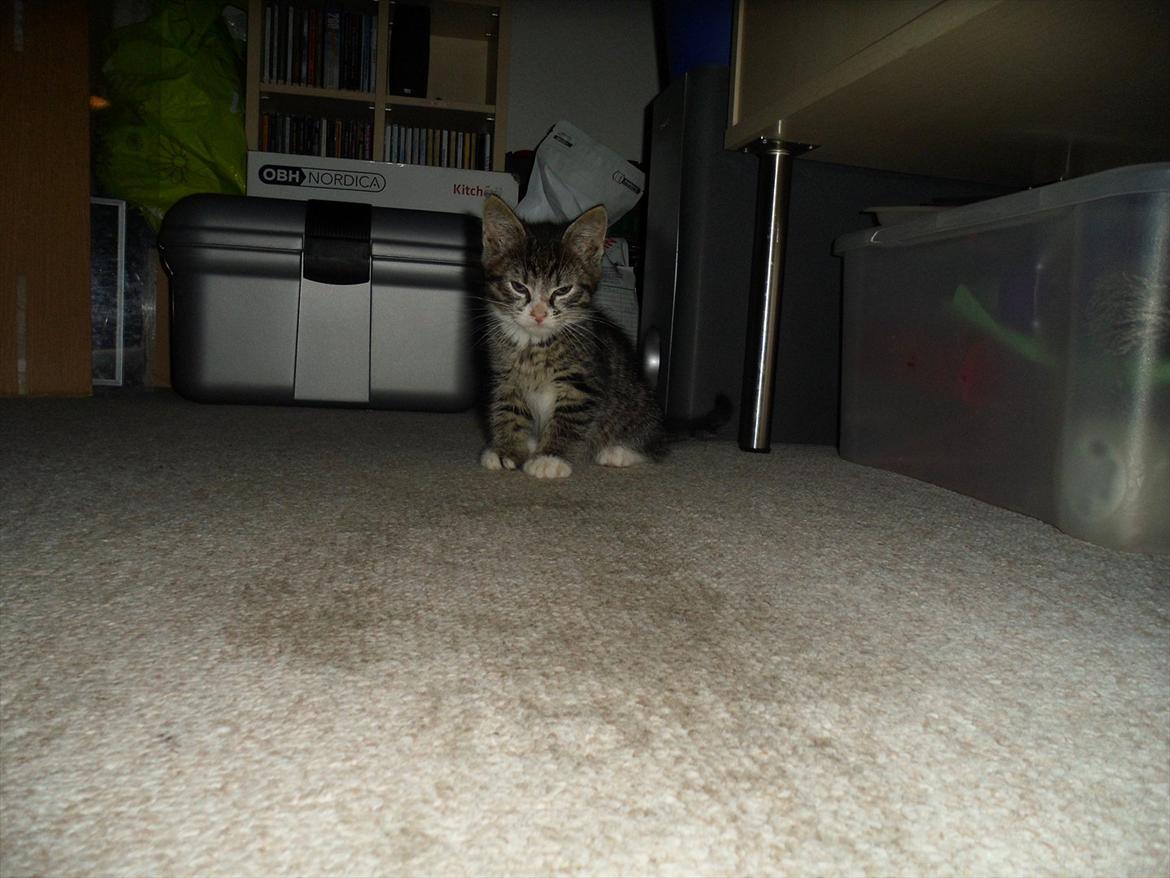 Huskat Mojo - Han syntes ikke så godt om kameraet endnu hehe , billede 3