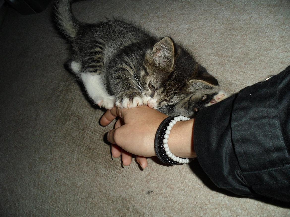 Huskat Mojo - Man kan lege med alt! (: billede 4