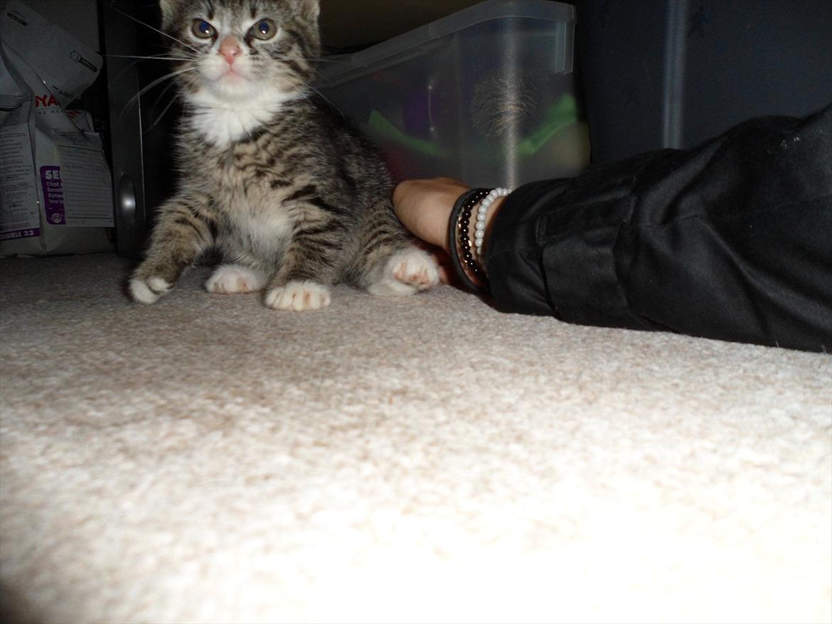 Huskat Mojo - Fra den første gang jeg så ham vidste jeg bare det skulle være ham, tænkte med det samme han er min !! :) billede 5