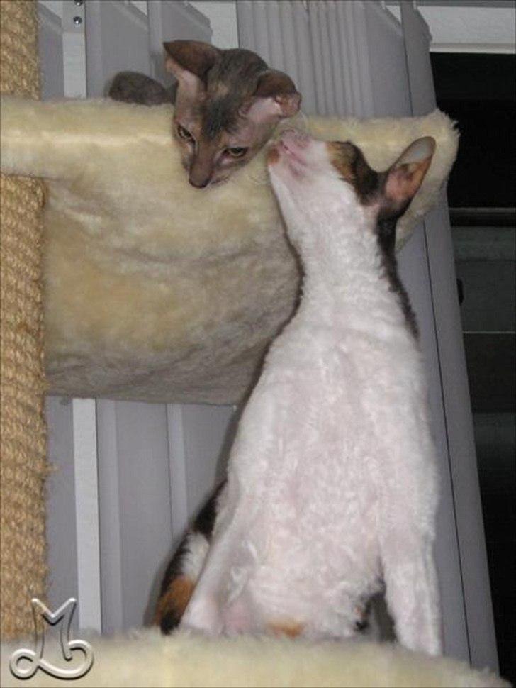 Cornish Rex Biccibonny's Deena of Beniac billede 5