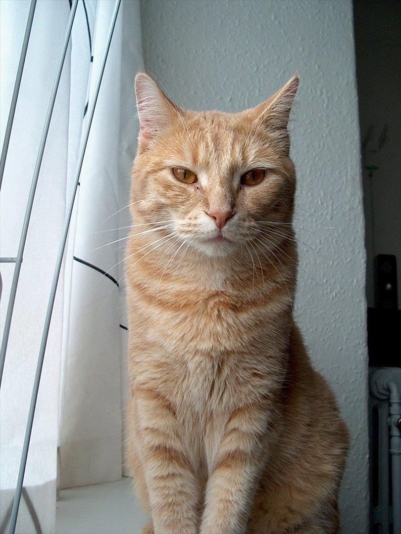 Blanding af racer Phønix (floffy) billede 1