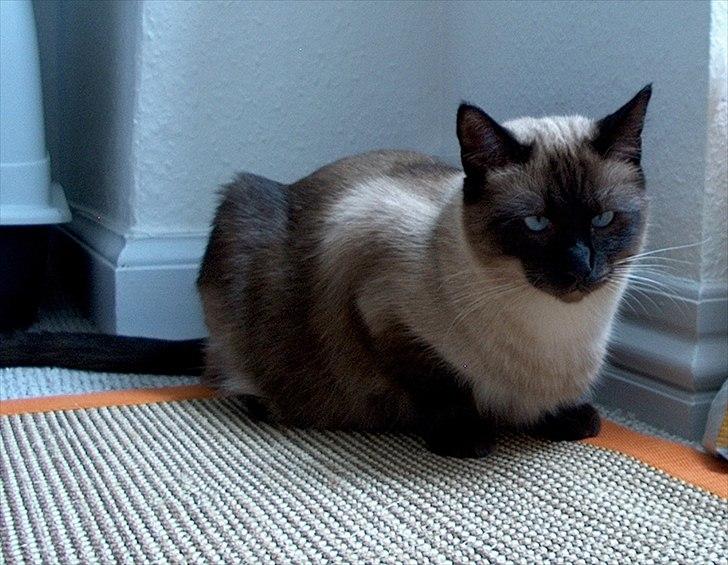 Ragdoll Fenris - Fenris 1 år og 6,6 kg
 billede 5