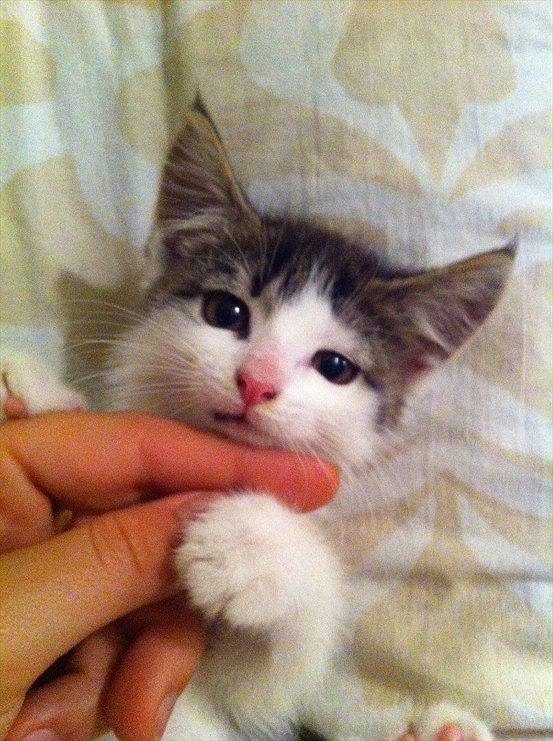 Huskat Frk. Fis <3 - Halløj og velkommen til min profil <3 billede 1