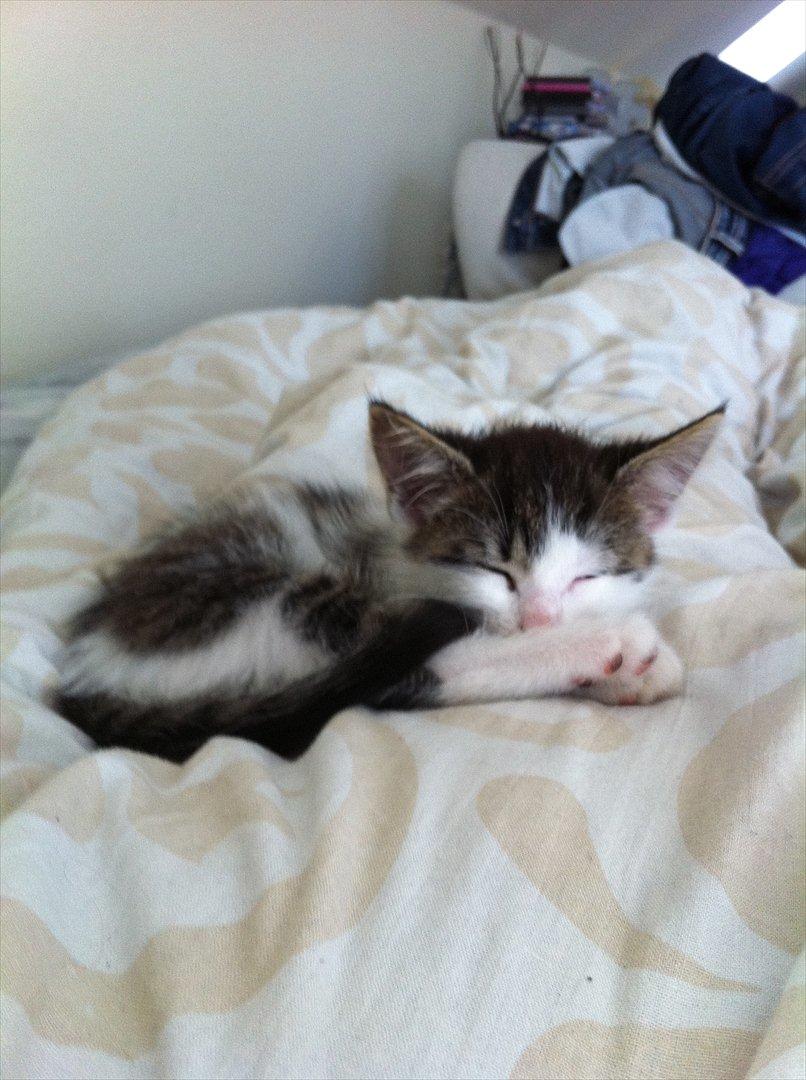 Huskat Frk. Fis <3 billede 2