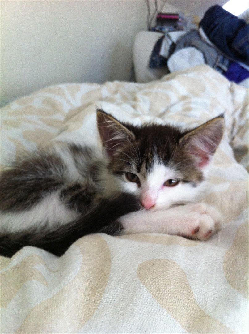 Huskat Frk. Fis <3 billede 4