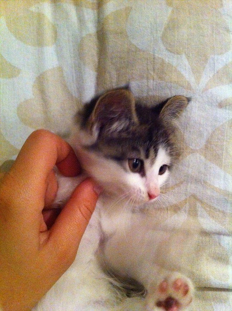 Huskat Frk. Fis <3 billede 3