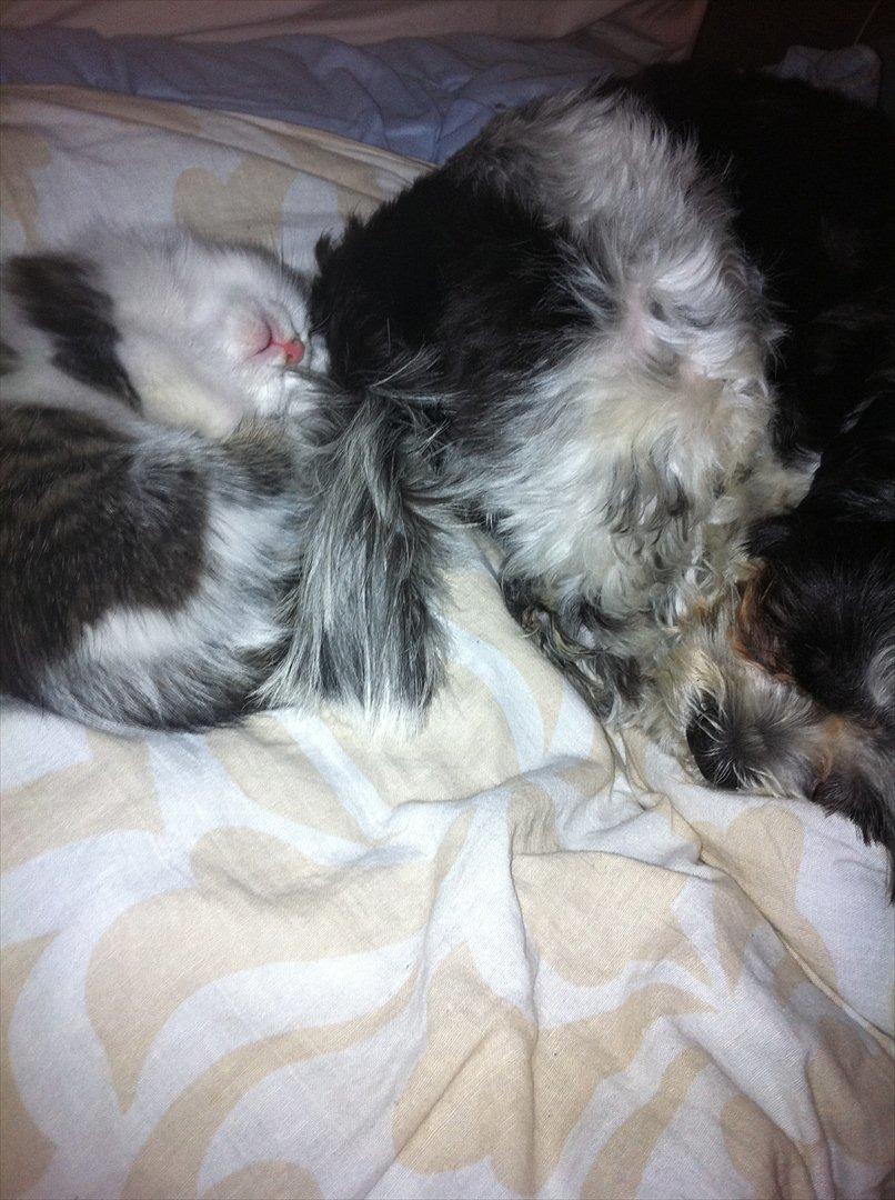 Huskat Frk. Fis <3 - Ligger og sover med min bedste ven Kato <3 billede 5