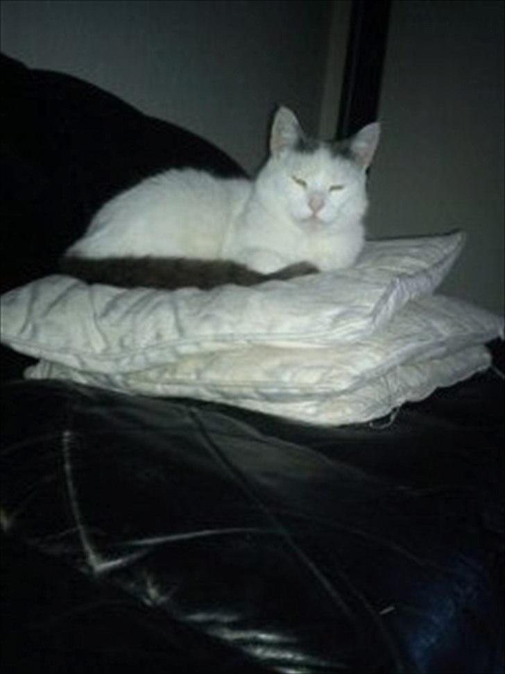 Huskat phoebe billede 12