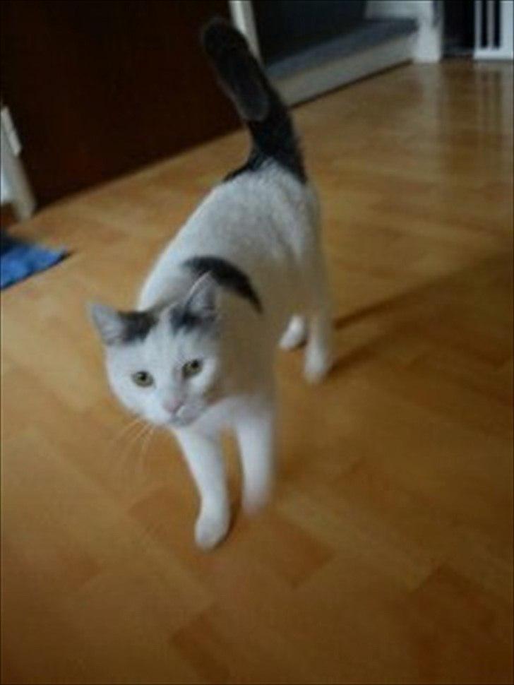 Huskat phoebe billede 14