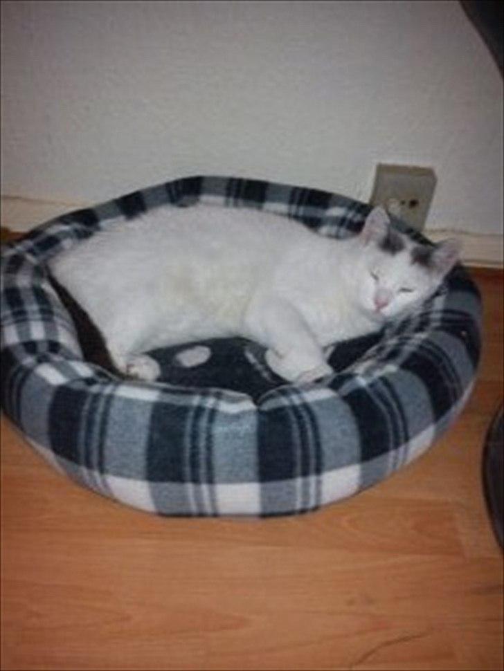 Huskat phoebe billede 15