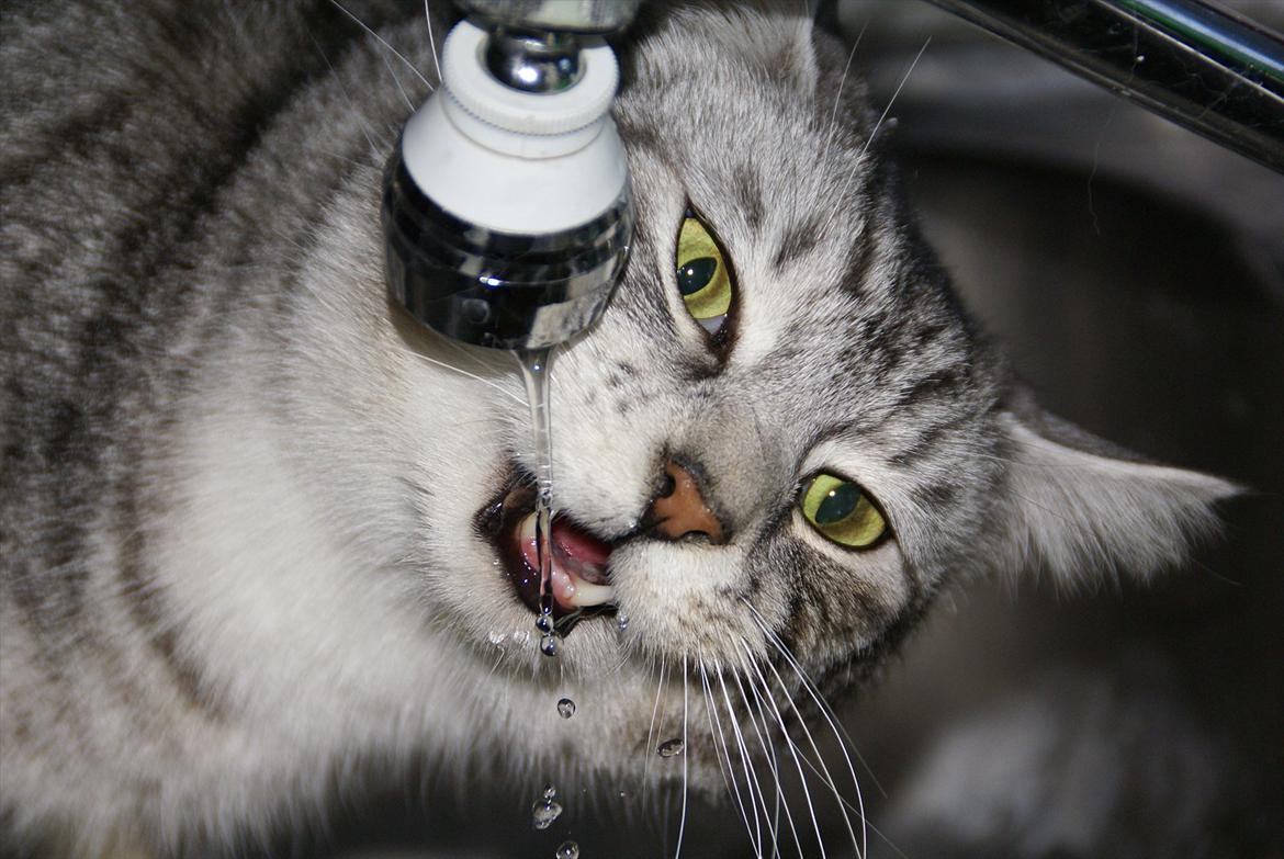 Huskat Filur billede 1