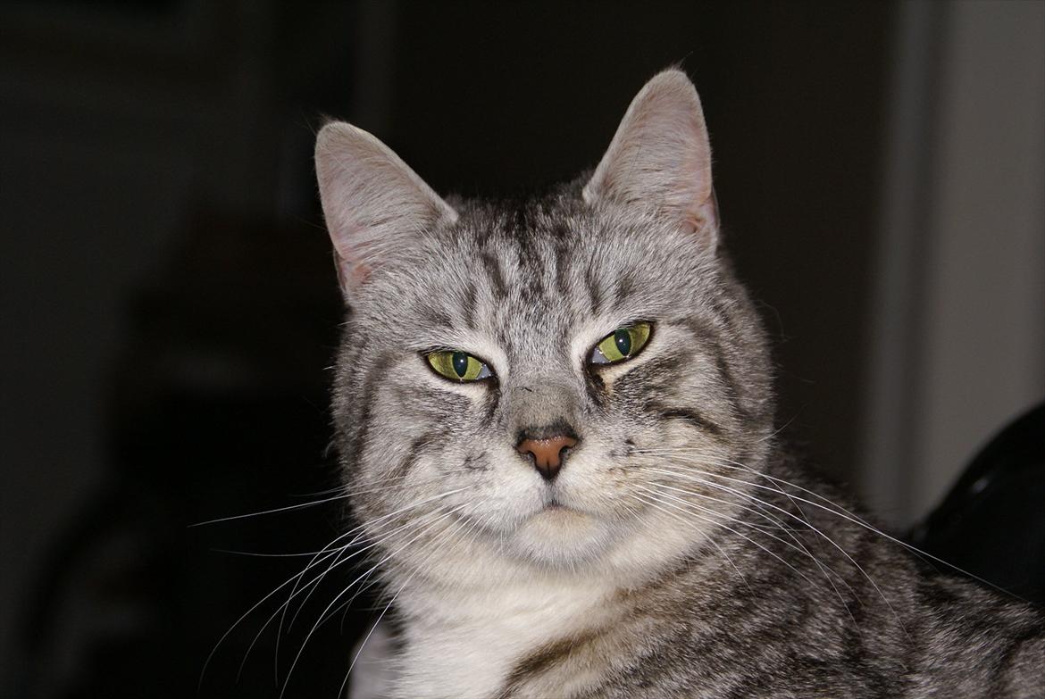 Huskat Filur billede 2