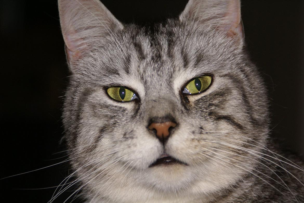 Huskat Filur billede 3