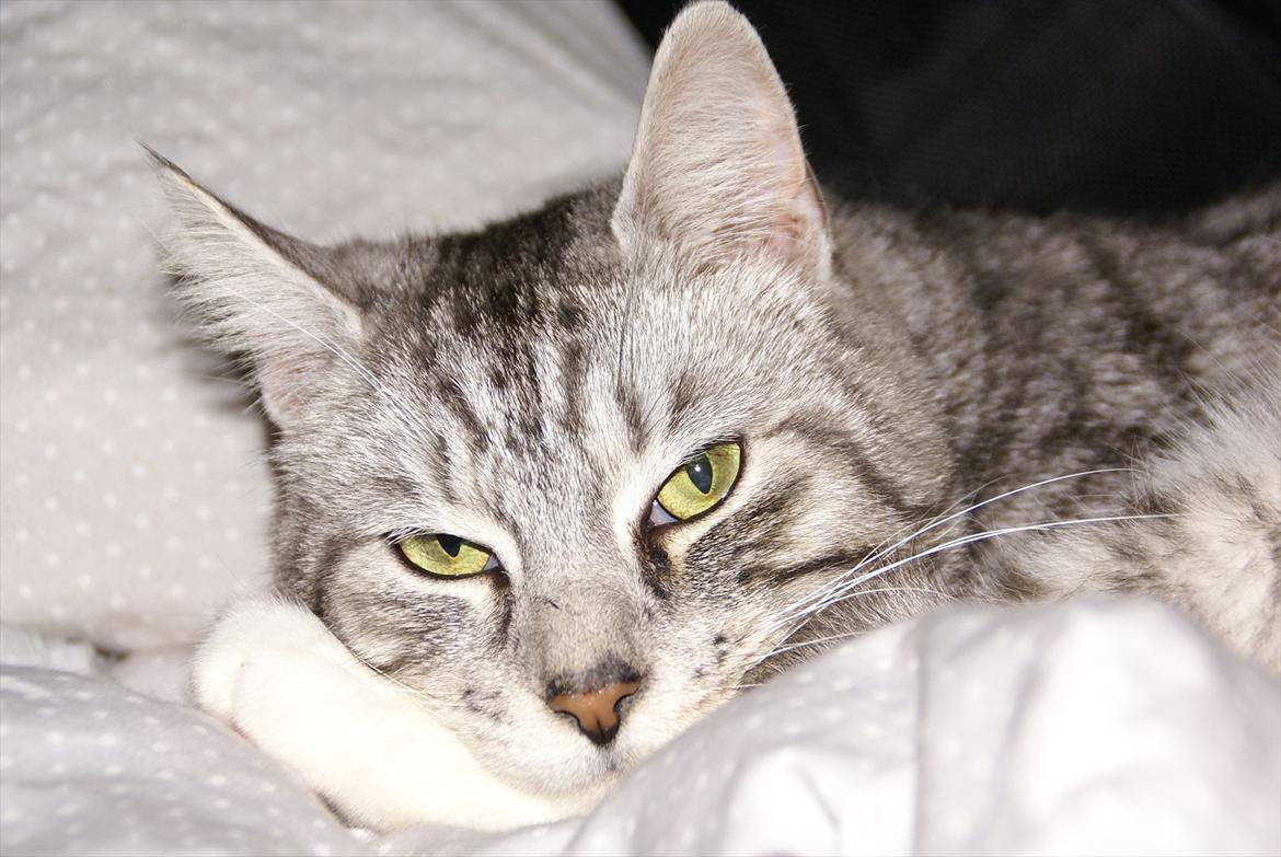 Huskat Filur billede 4