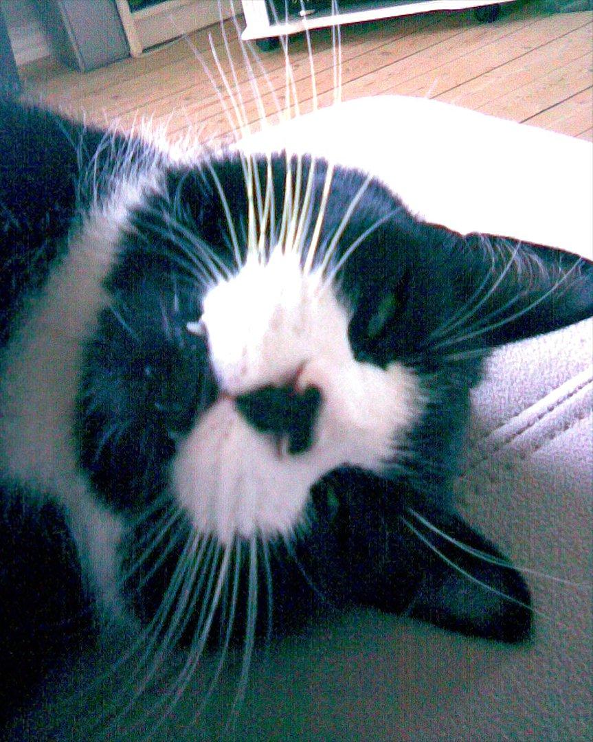 Huskat Yang (Udfordringer søges) - Uhh hug-tænder! ;-D billede 8