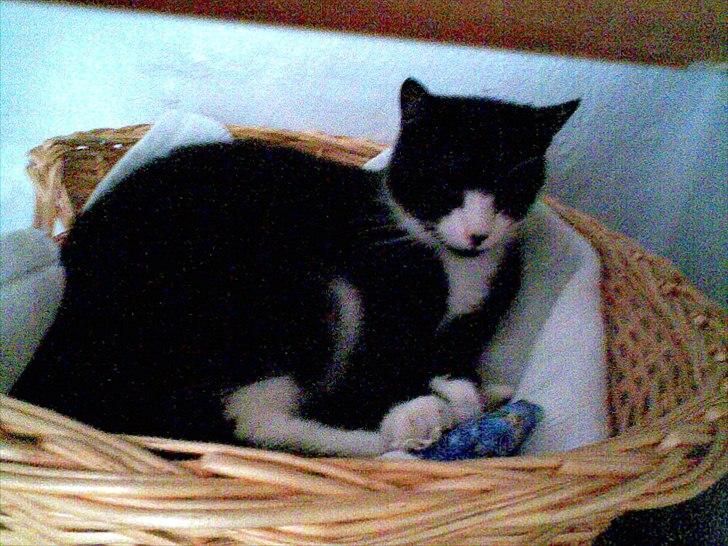 Huskat Yang (Udfordringer søges) - Gå nu væk med det kamera! ;-). billede 9