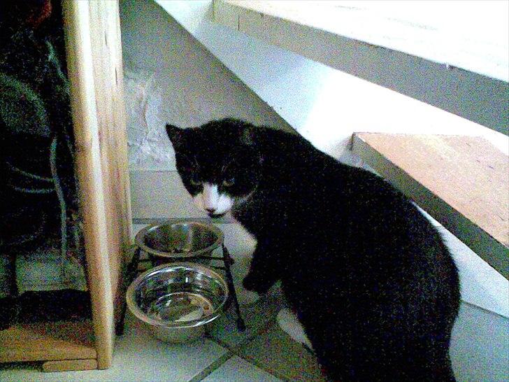 Huskat Yang (Udfordringer søges) - Mums! Det er godt med mad i maven!  billede 10