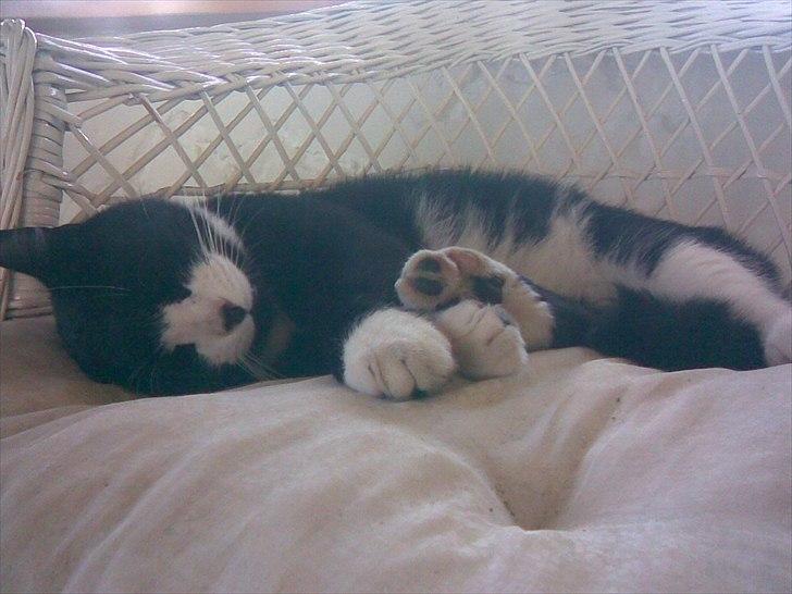 Huskat Yang (Udfordringer søges) - See you later, alligator! billede 14