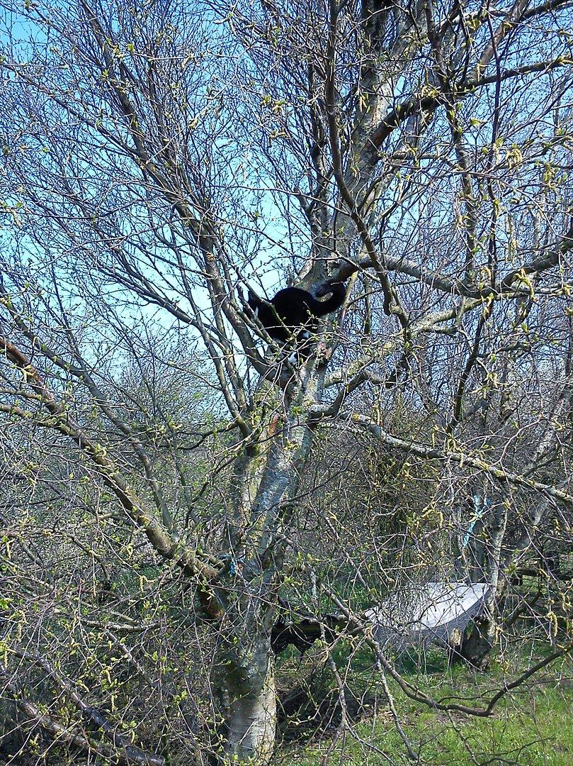 Huskat Yang (Udfordringer søges) - Heey! Jeg er god til det her! billede 11