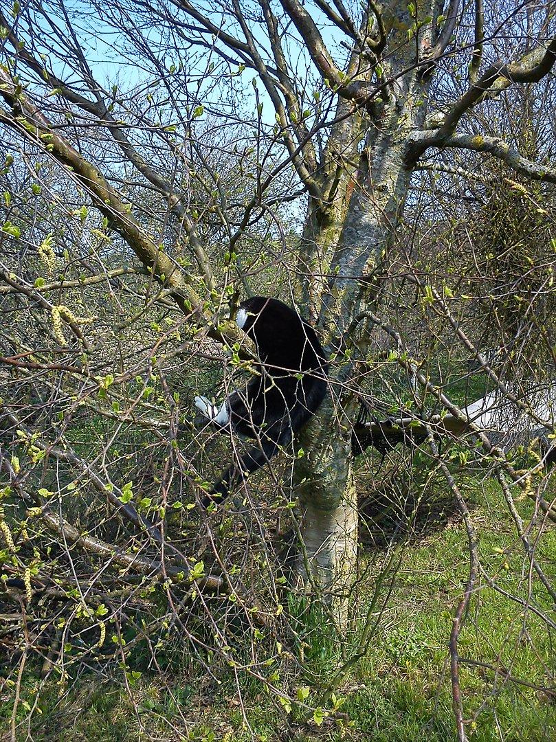 Huskat Yang (Udfordringer søges) - åh, åhh!! Min numse har for mange "muskler" c(-: billede 12