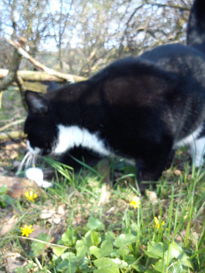 Huskat Yang (Udfordringer søges) - Yang på rov :-). billede 13