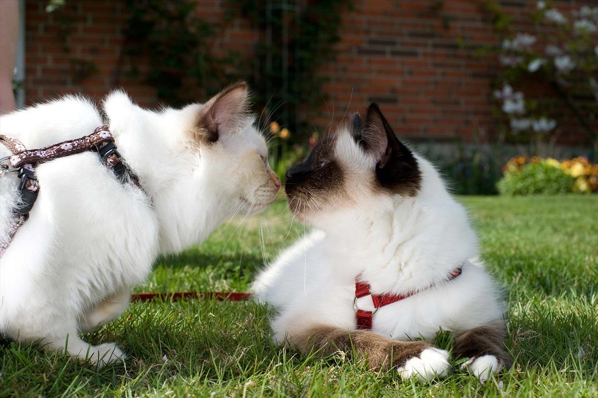 Hellig Birma Shengo Chantel - aka Coco billede 9