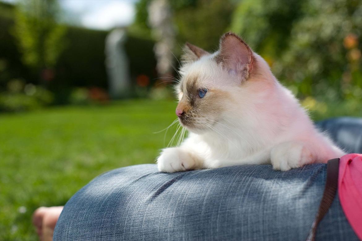 Hellig Birma Beiders Bright Benita - aka Nitte billede 10