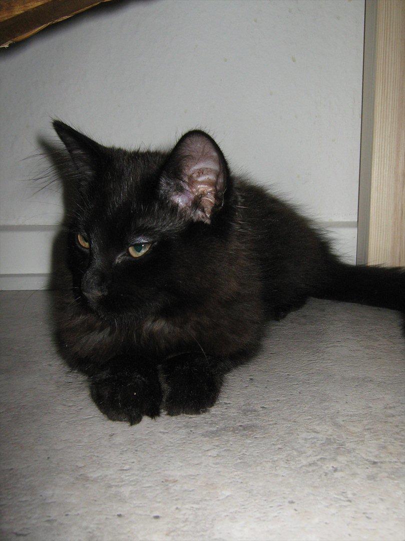 Maine Coon Jukka billede 1