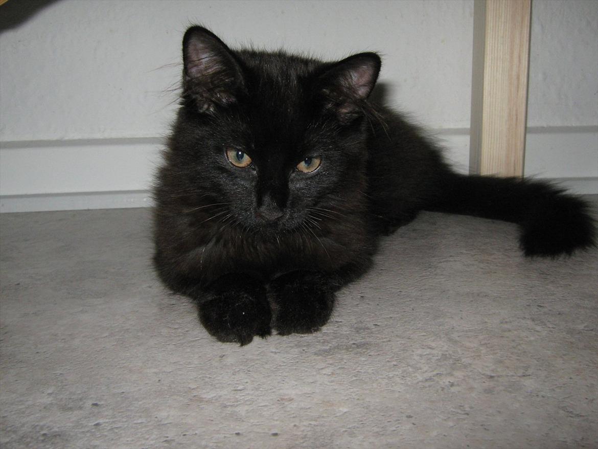 Maine Coon Jukka billede 2