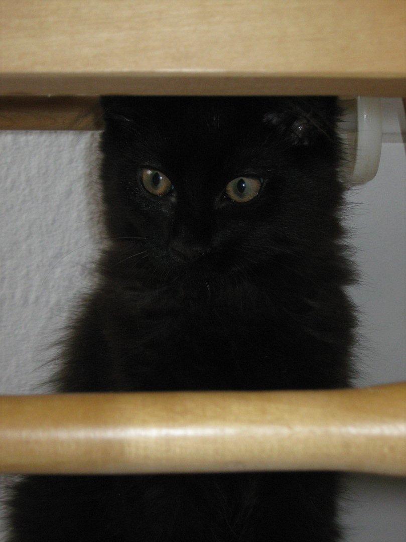 Maine Coon Jukka billede 3