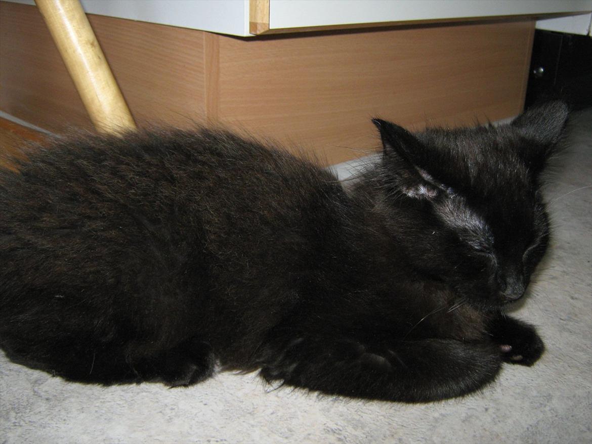 Maine Coon Jukka billede 4