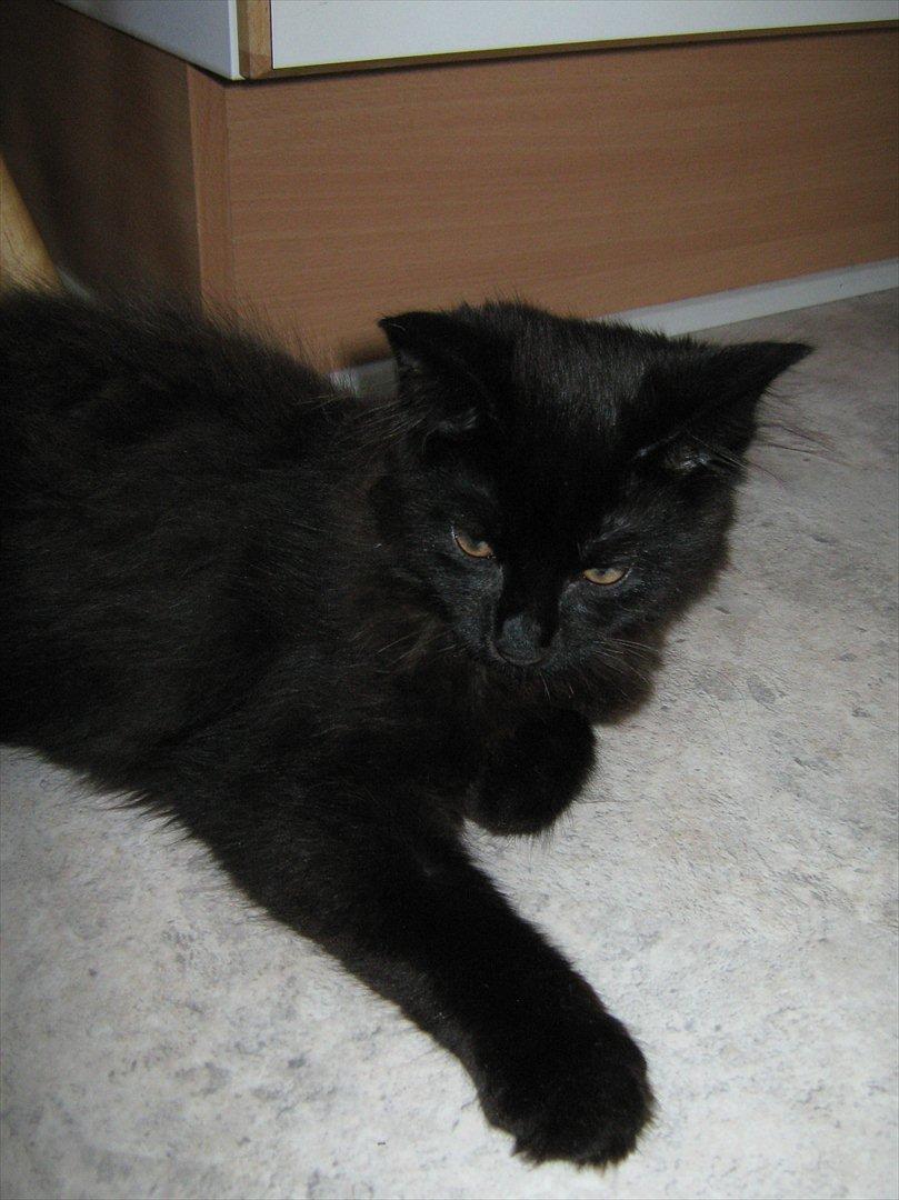 Maine Coon Jukka billede 5